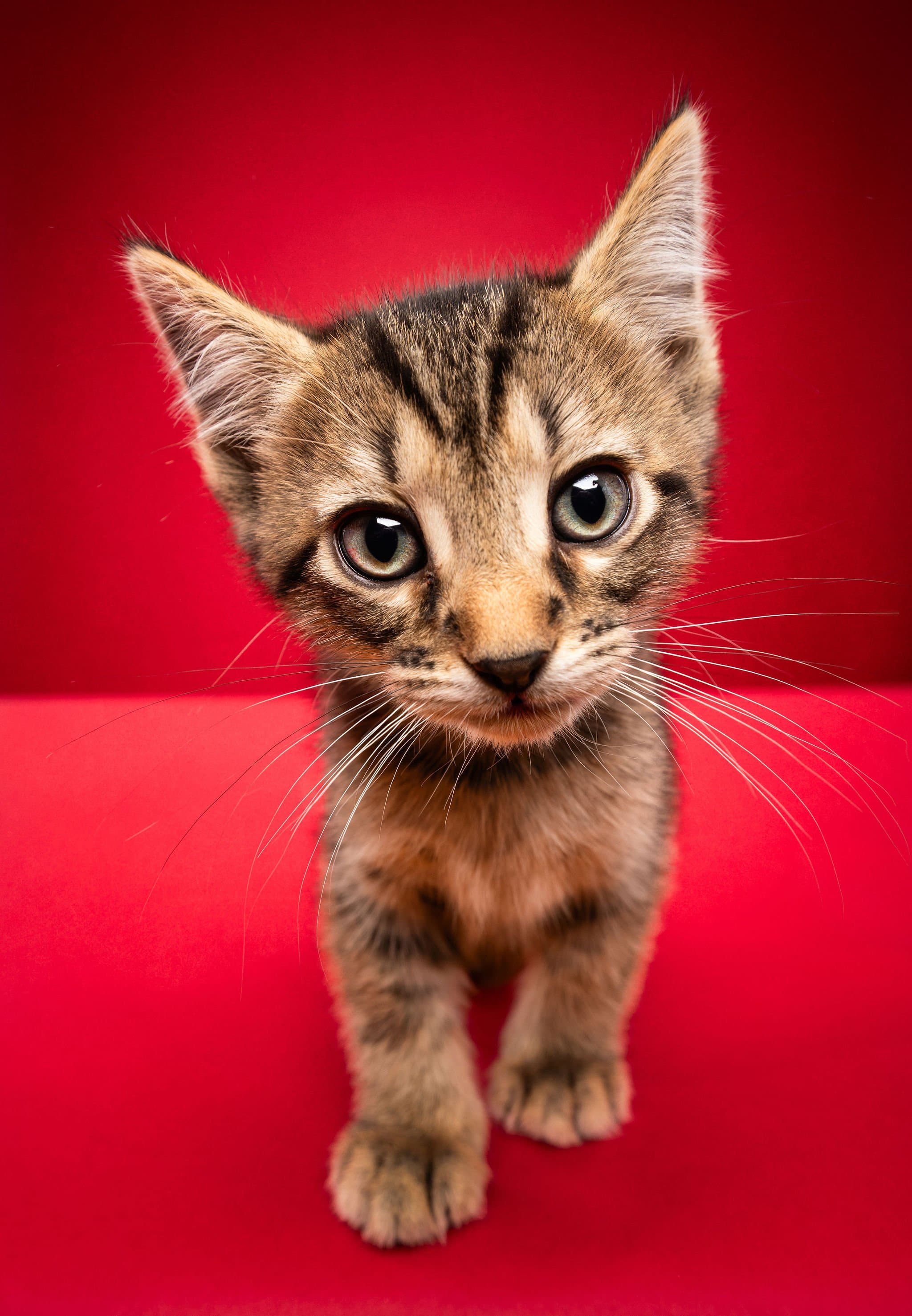 Calico tabby cat sitting while starring with pretty green eyes. 
