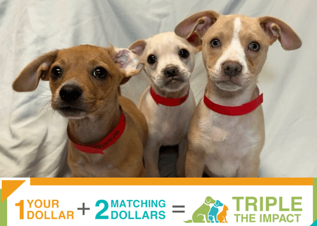 Dog laying down in the grass with a collar on.